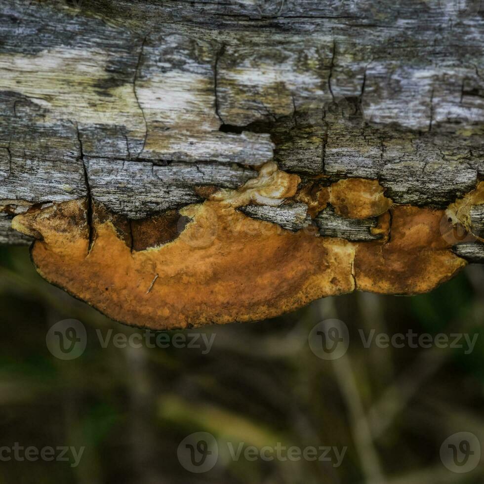 arancia fungo su il tronco di un' albero, la pampa Provincia, patagonia, argentina. foto