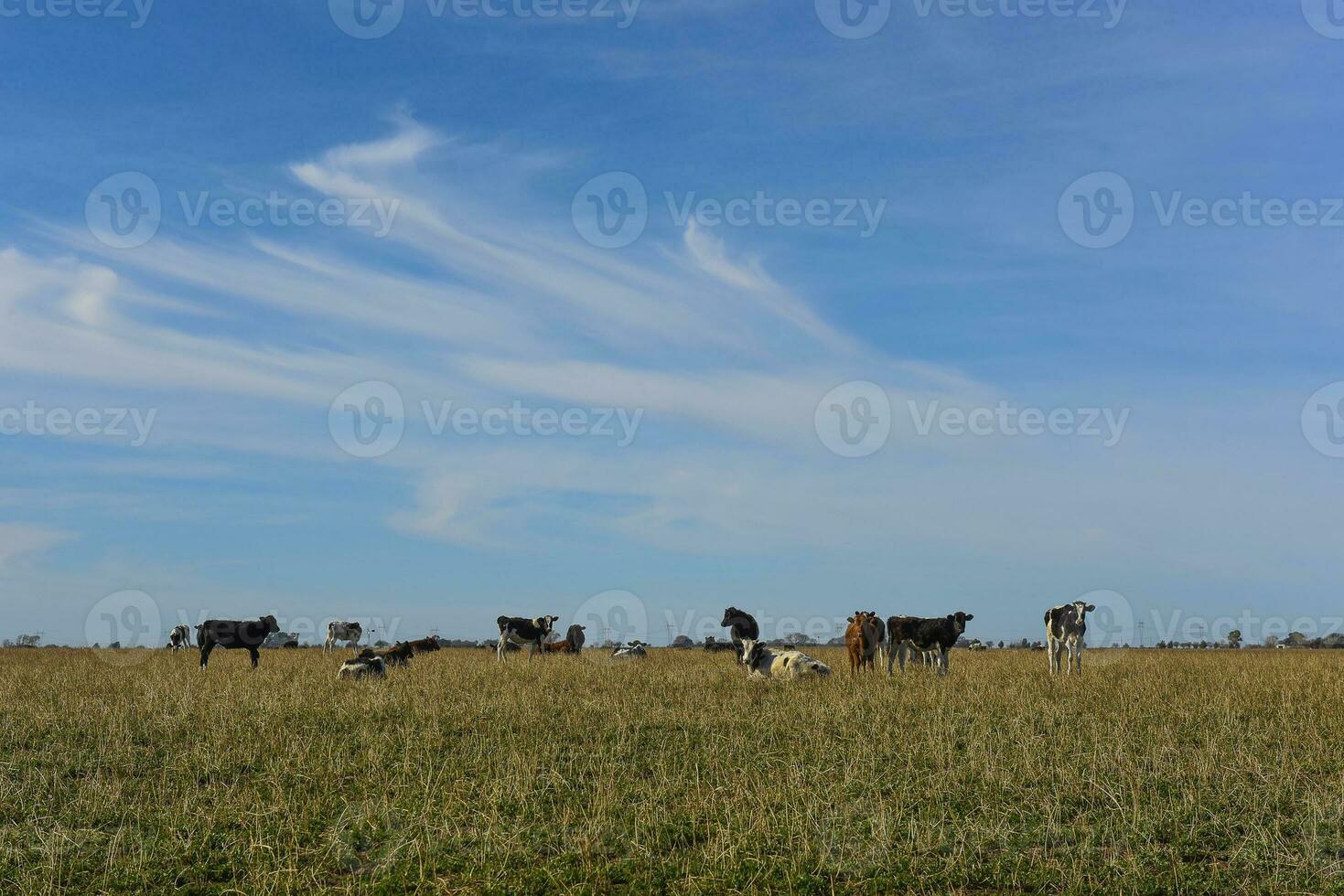 mucche pascolo nel il campo, nel il pampa pianura, argentina foto