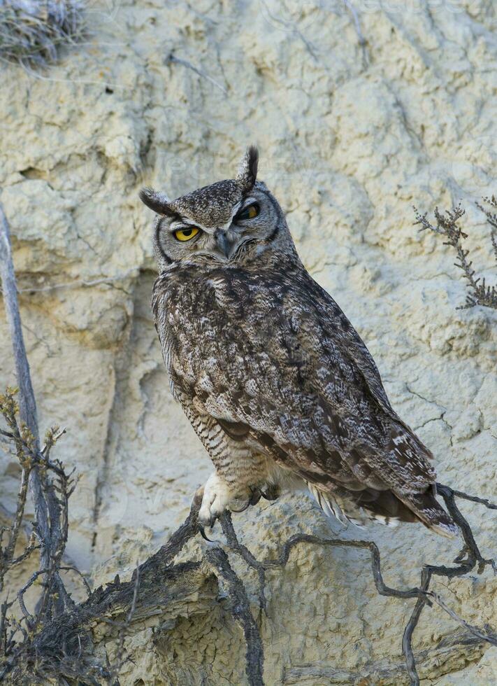 grande cornuto gufo, bubo virginiano nacurutu, penisola Valdes, patagonia, argentina. foto