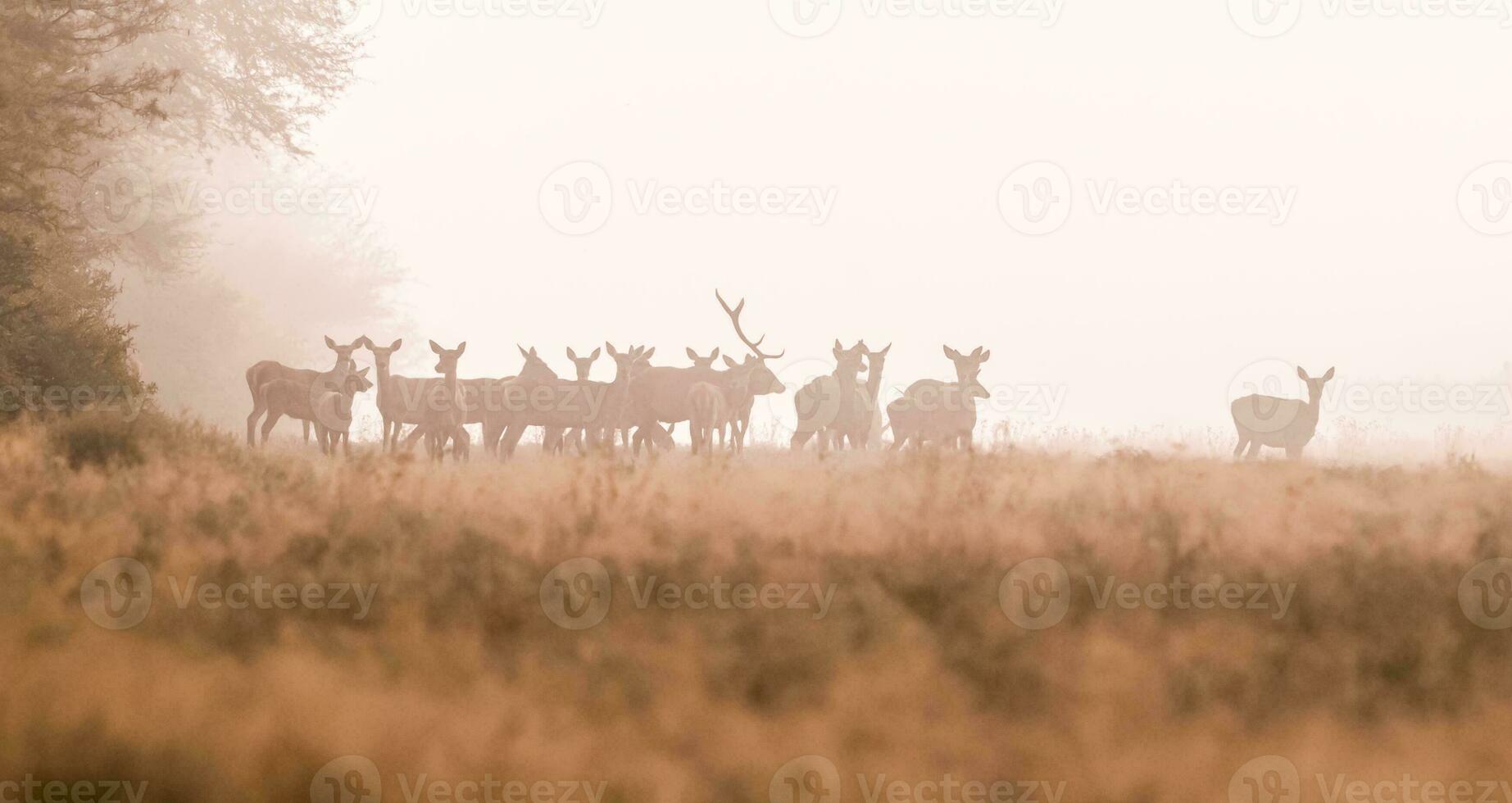 rosso cervo nel il nebbia, argentina, parque luro natura Riserva foto