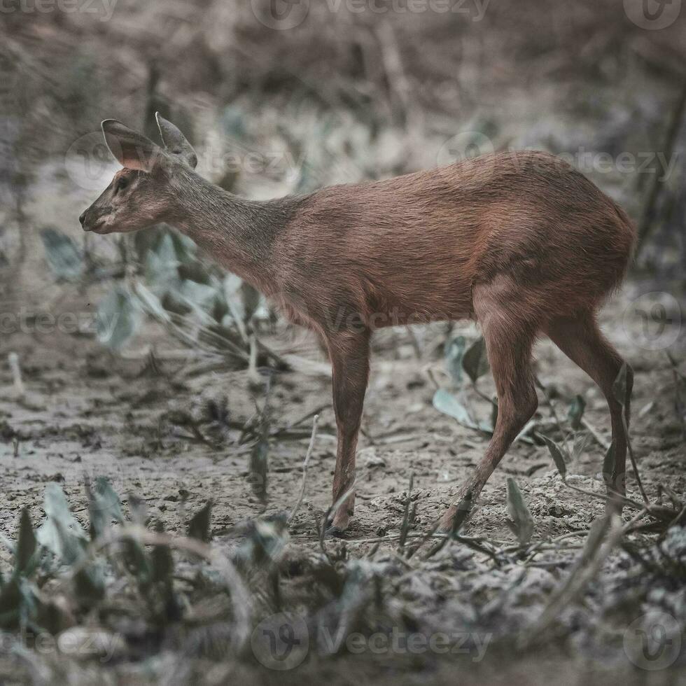 grigio brocca, mazama gouazoubira, mato grosso, brasile foto