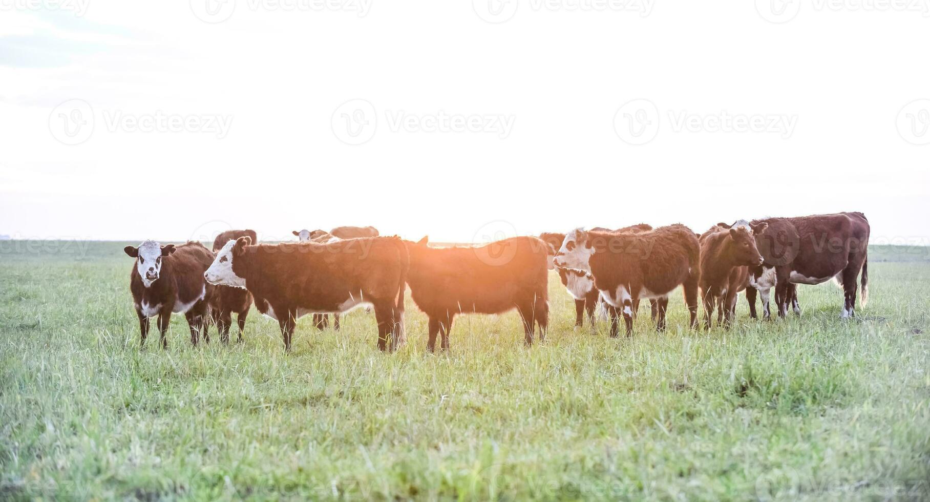 bestiame nel argentino campagna, buenos arie Provincia, argentina. foto