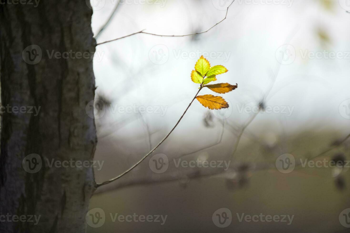 autunno le foglie nel il foresta, la pampa Provincia, patagonia, argentina. foto