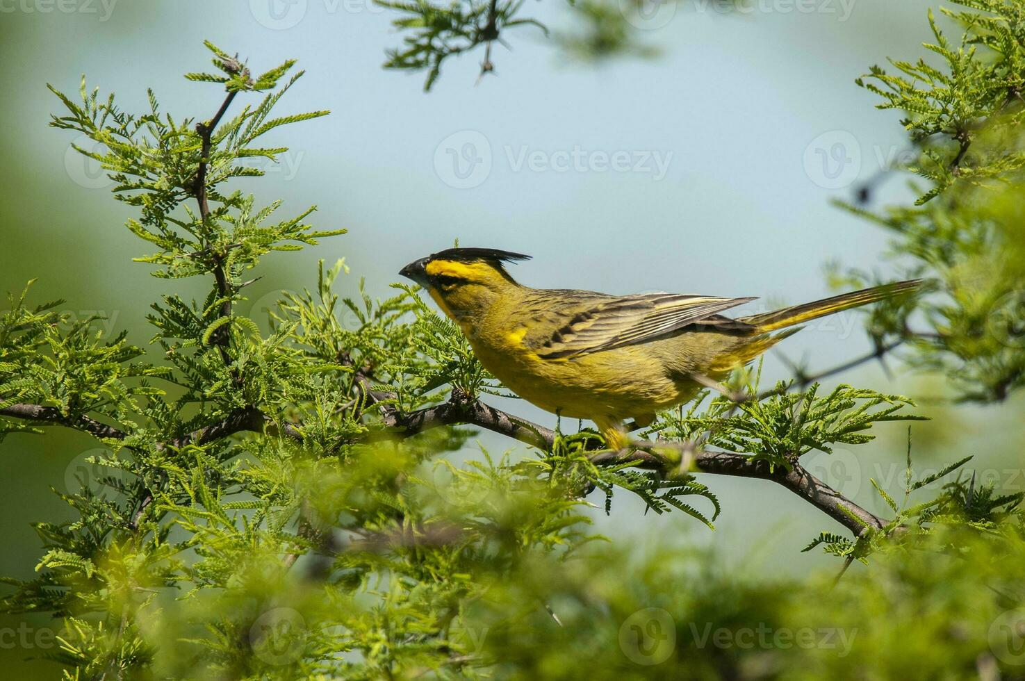 giallo cardinale, governatrice cristata, in via di estinzione specie nel la pampa, argentina foto