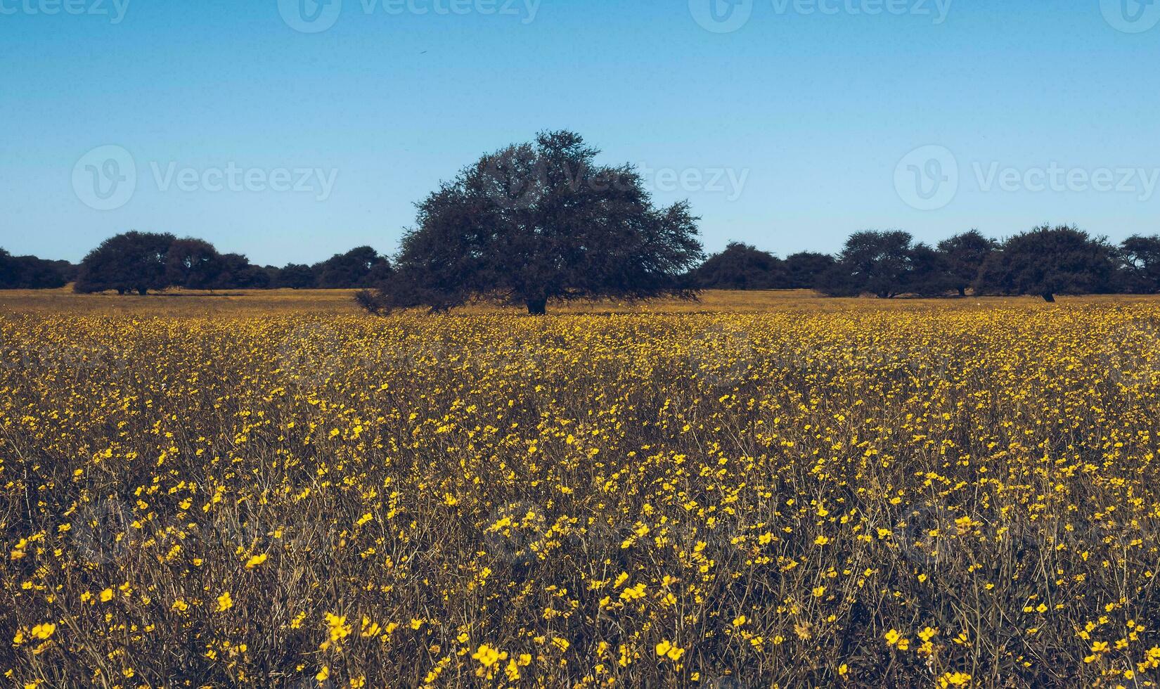 fiorito campo nel il pampa pianura, la pampa Provincia, patagonia, argentina. foto