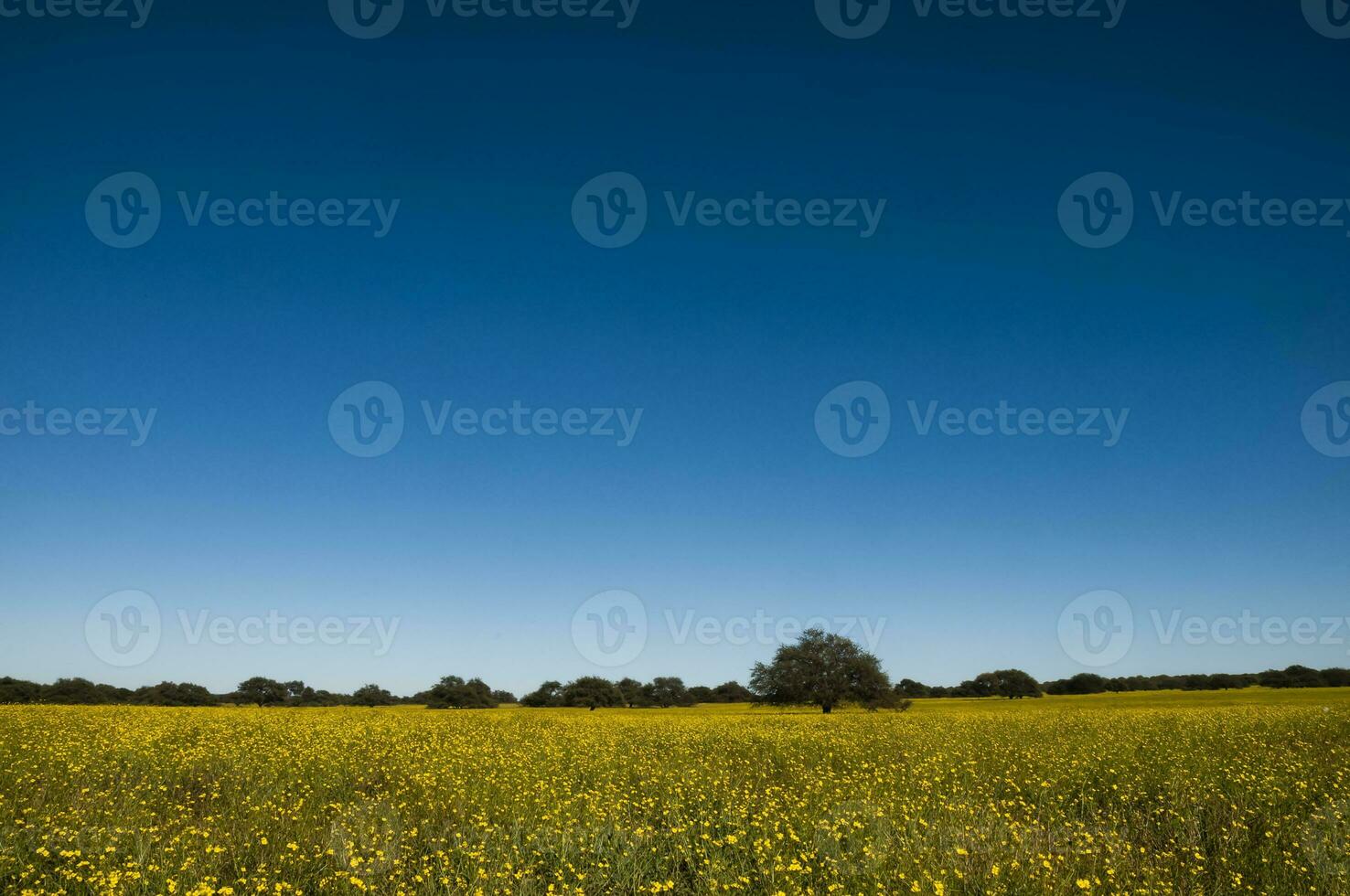 fiorito campo nel il pampa pianura, la pampa Provincia, patagonia, argentina. foto