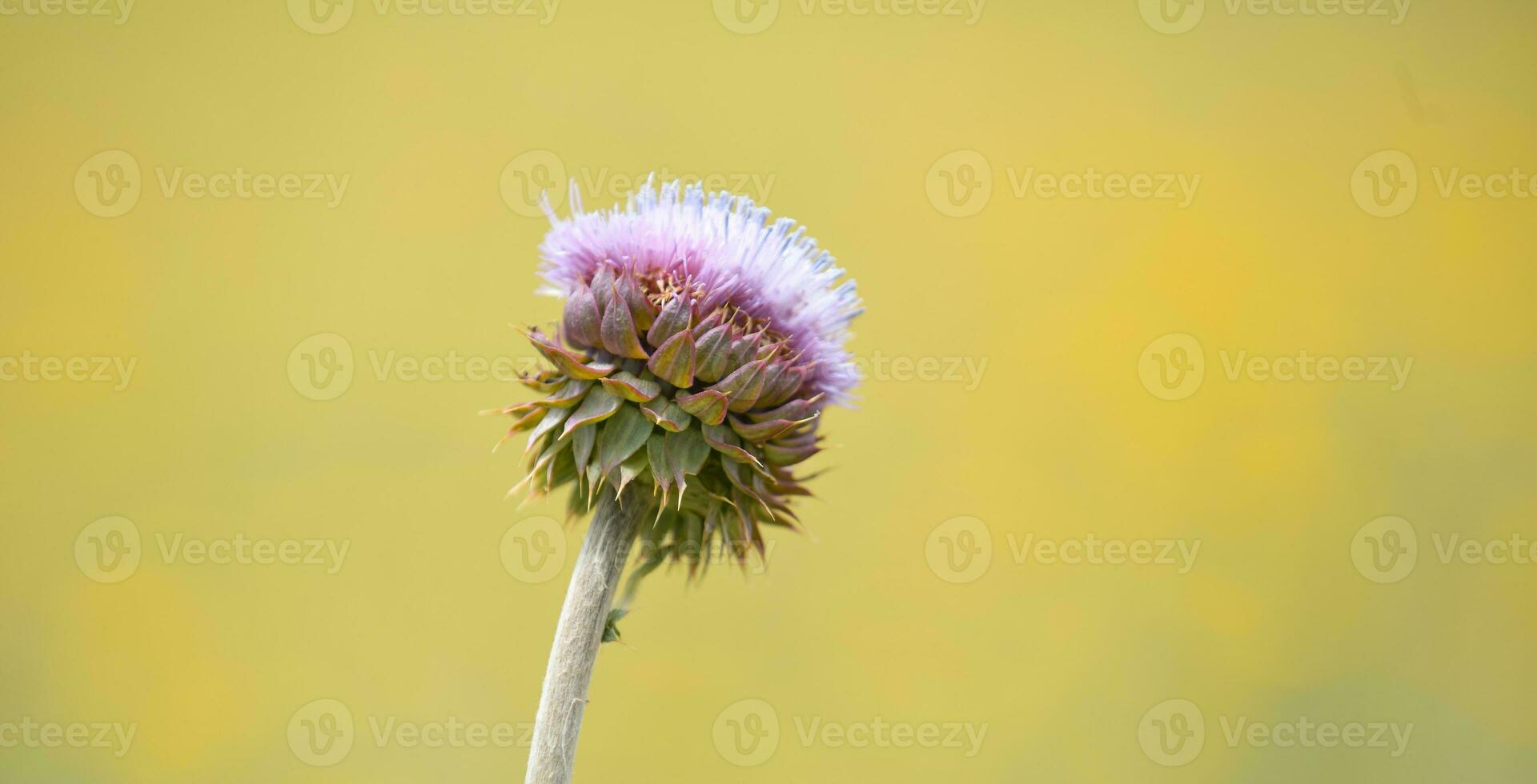 spinoso selvaggio fiore nel patagonia, argentina foto
