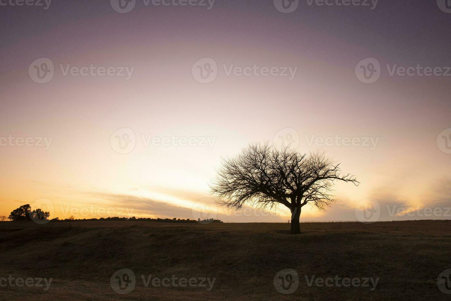 fiorito campo nel il pampa pianura, la pampa Provincia, patagonia, argentina. foto