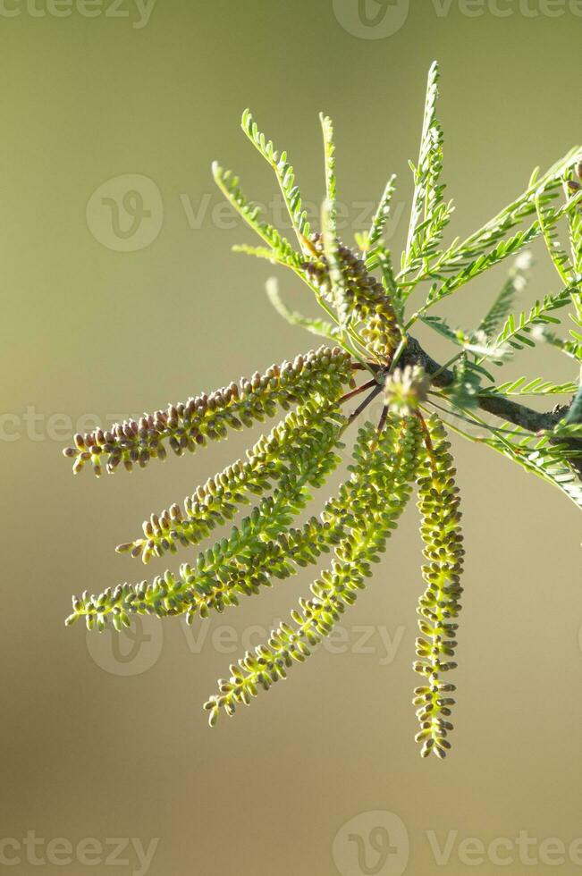 calden fiore nel pampa foresta ambiente, la pampa Provincia, patagonia, argentina. foto