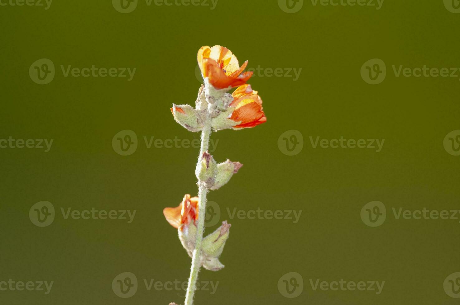 selvaggio fiori nel semi desertico ambiente, calden foresta, la pampa argentina foto