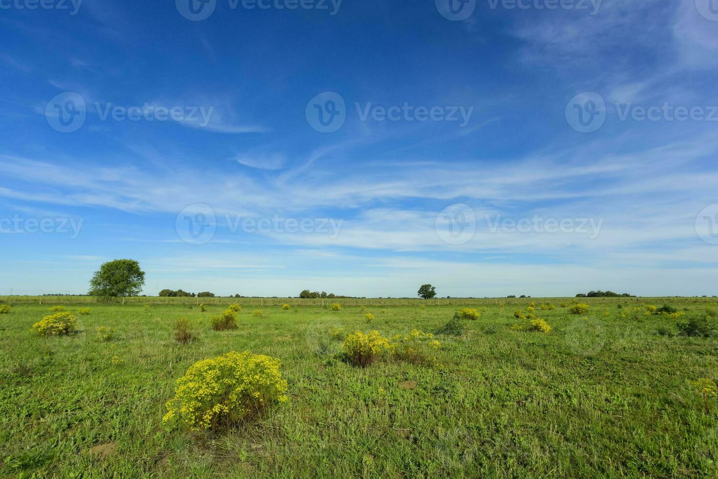 primavera stagione paesaggio, la pampa foto