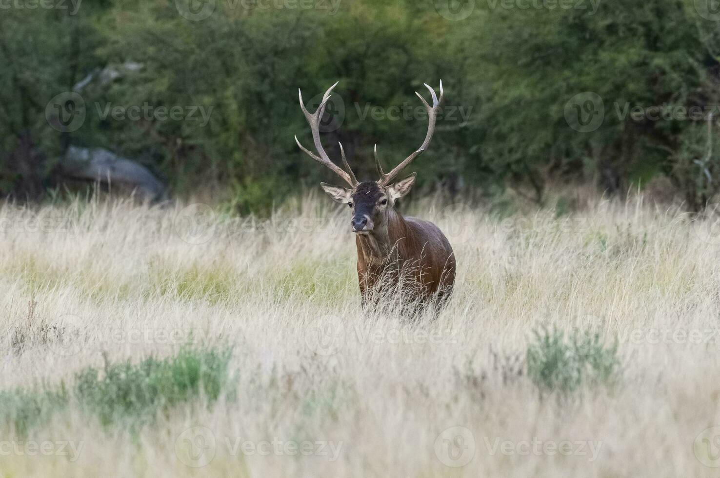 rosso cervo nel calden foresta ambiente, la pampa, argentina, parque Luro, natura Riserva foto