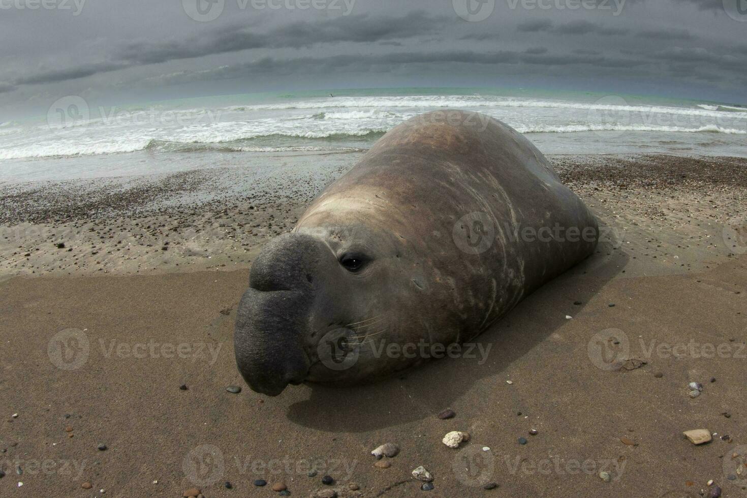 elefante sigillo, penisola Valdes, unesco mondo eredità luogo, patagonia, argentina foto