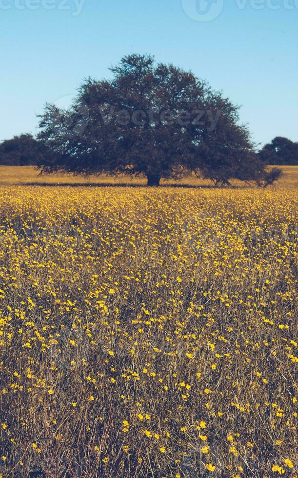 fiorito campo nel il pampa pianura, la pampa Provincia, patagonia, argentina. foto