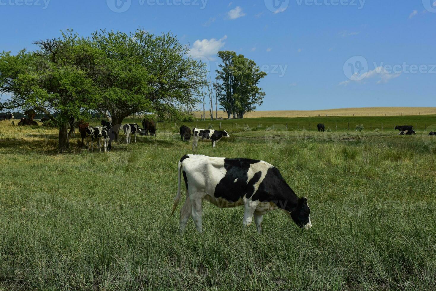 manzi alimentato su pascolo, la pampa, argentina foto