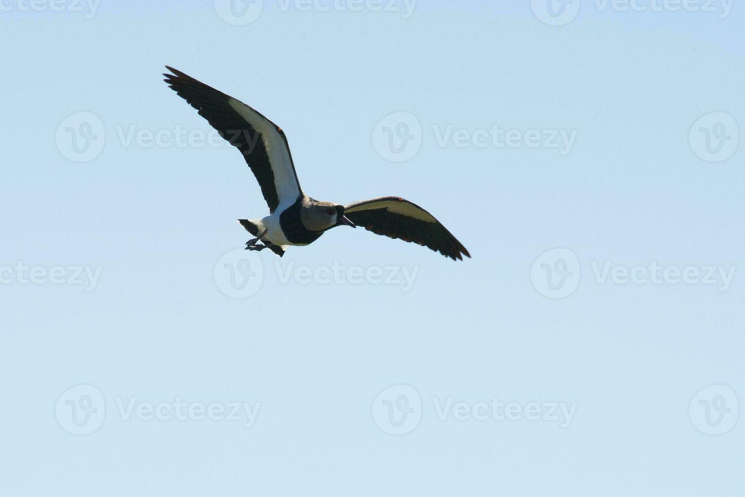 nero collo trampolo, himantopus melanuro, la pampa argentina foto