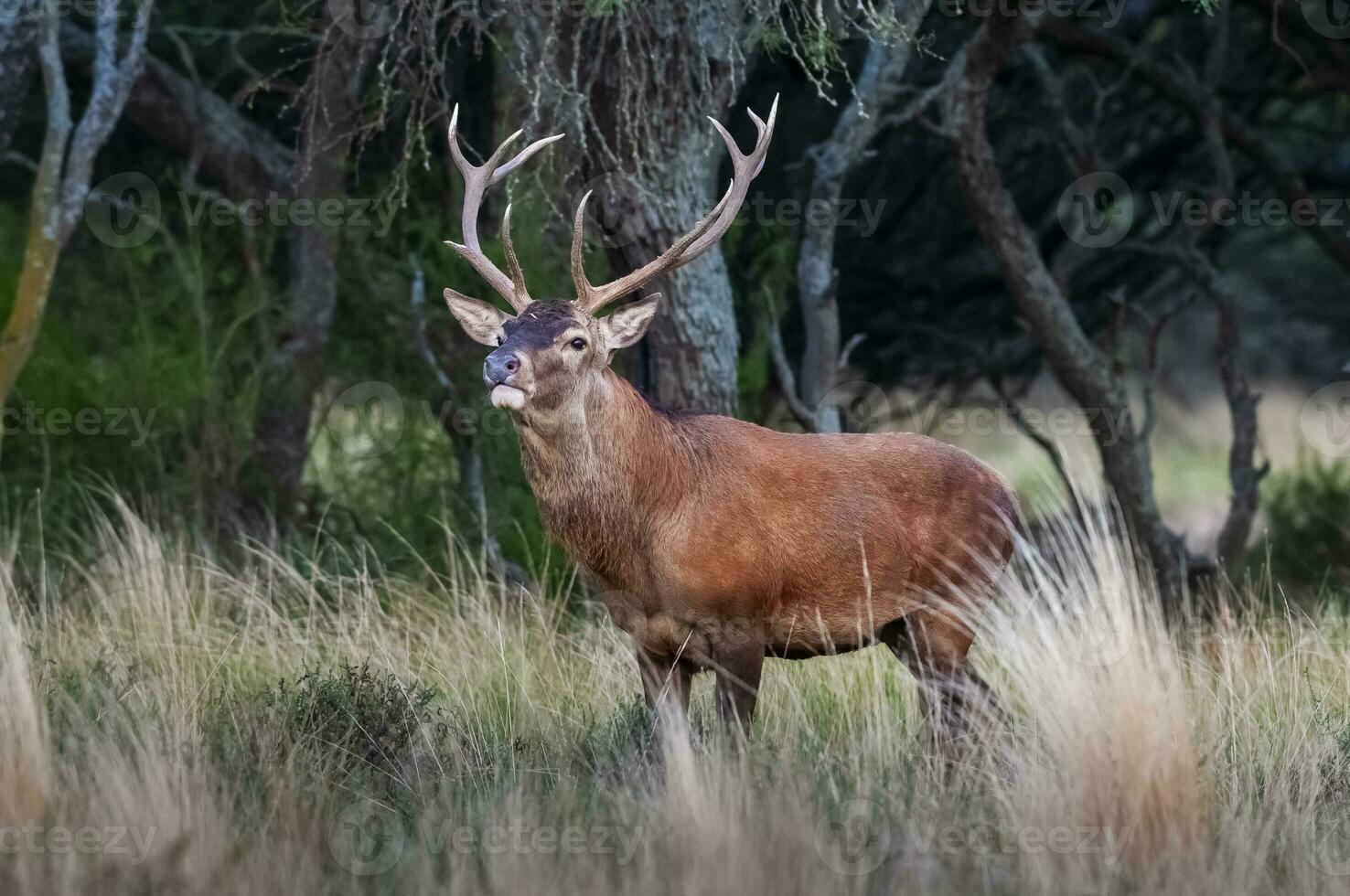 rosso cervo nel calden foresta ambiente, la pampa, argentina, parque Luro, natura Riserva foto