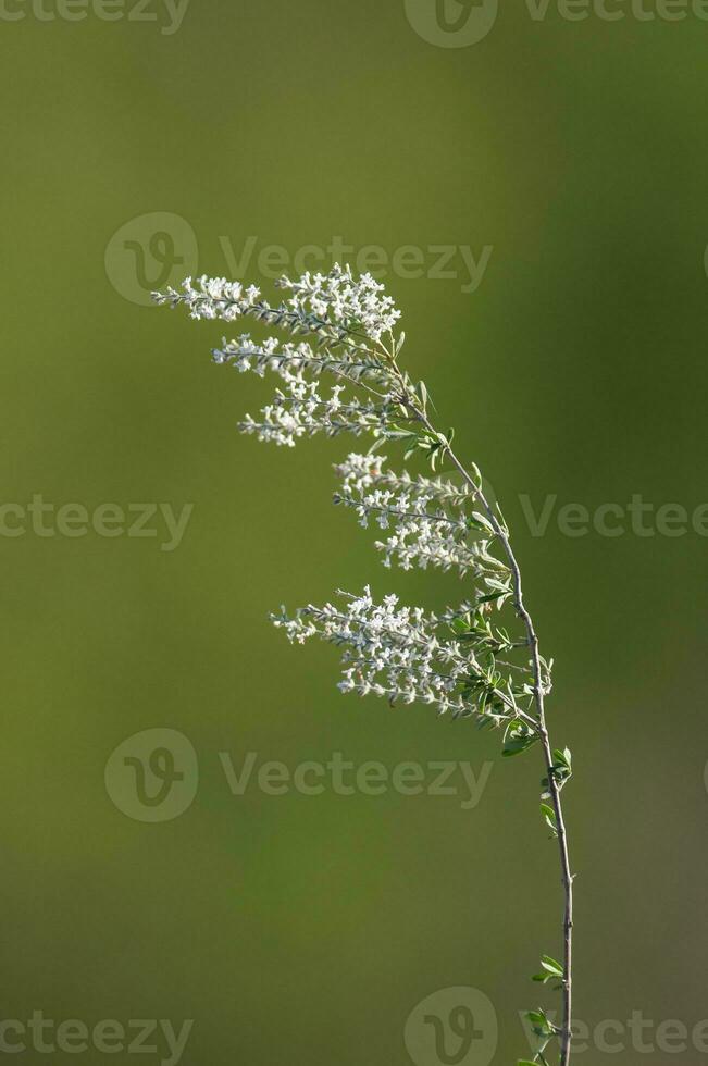 selvaggio fiori nel semi desertico ambiente, calden foresta, la pampa argentina foto