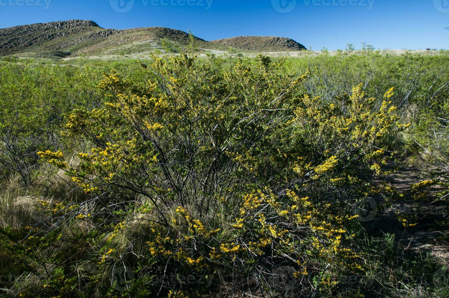 creosoto cespuglio, lihue calel nazionale parco, la pampa, argentina foto