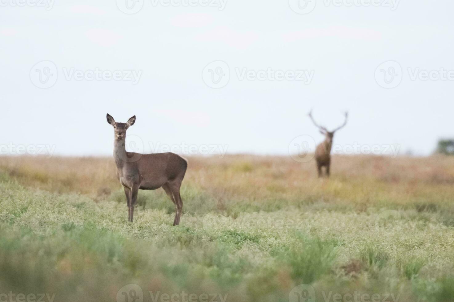 rosso cervo nel la pampa, argentina, parque Luro, natura Riserva foto