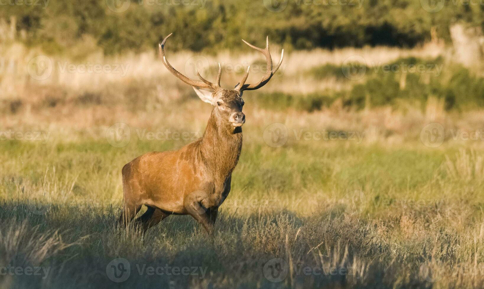 rosso cervo nel la pampa, argentina, parque Luro, natura Riserva foto