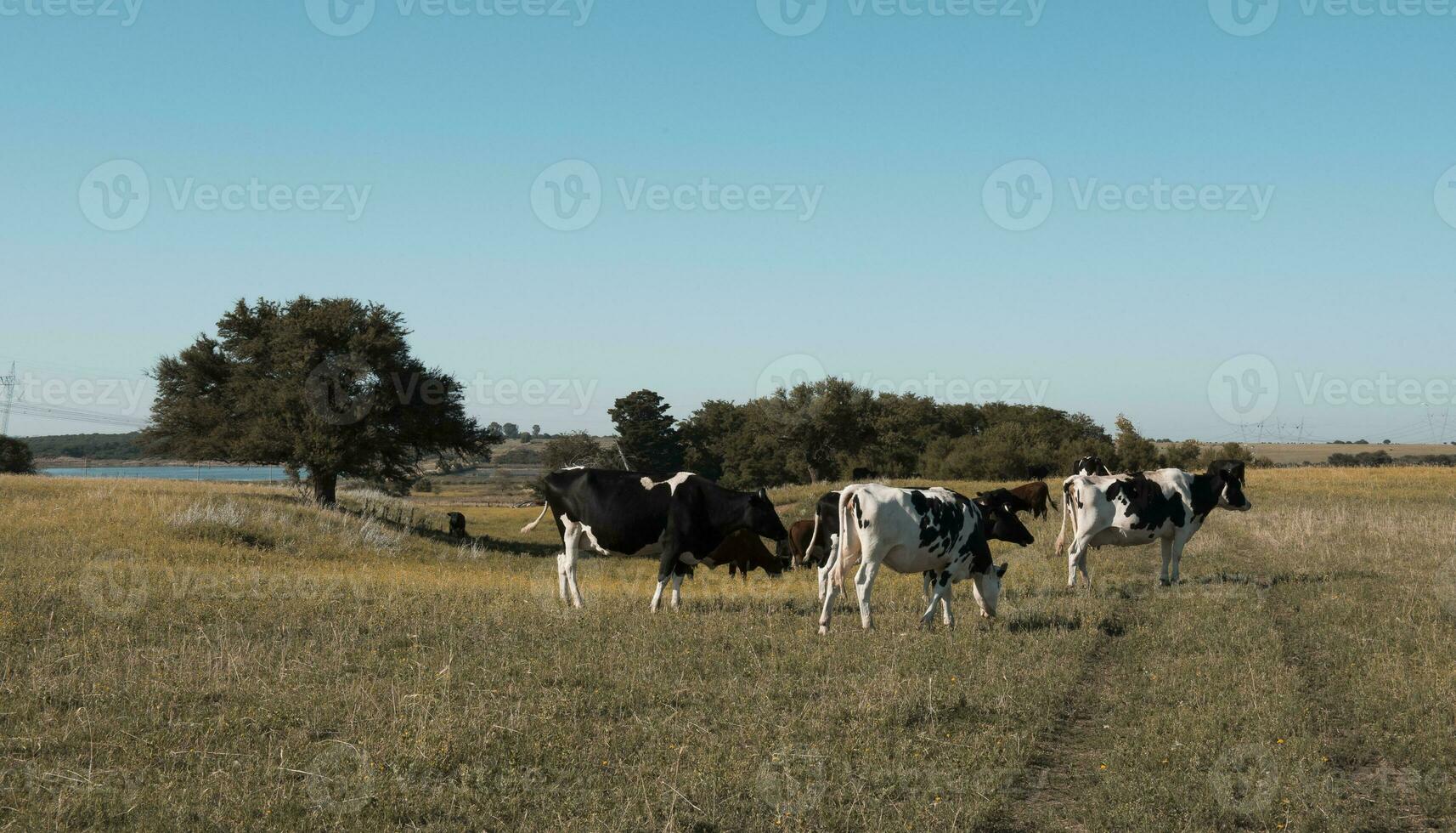 mucche nel il argentino campagna foto