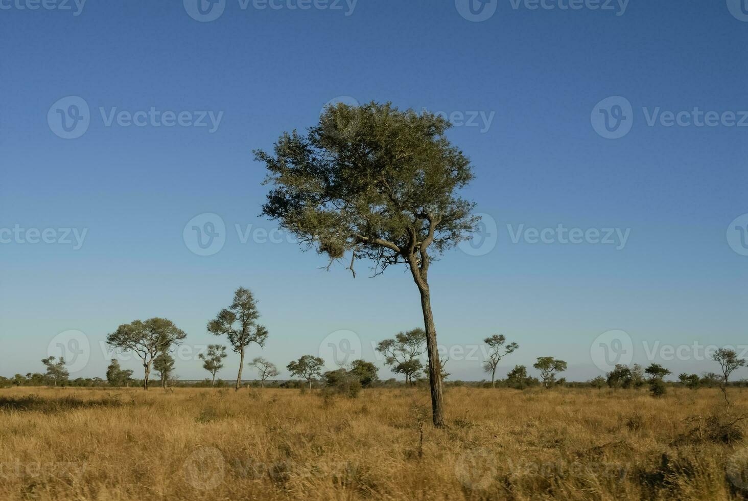 africano savana paesaggio foto