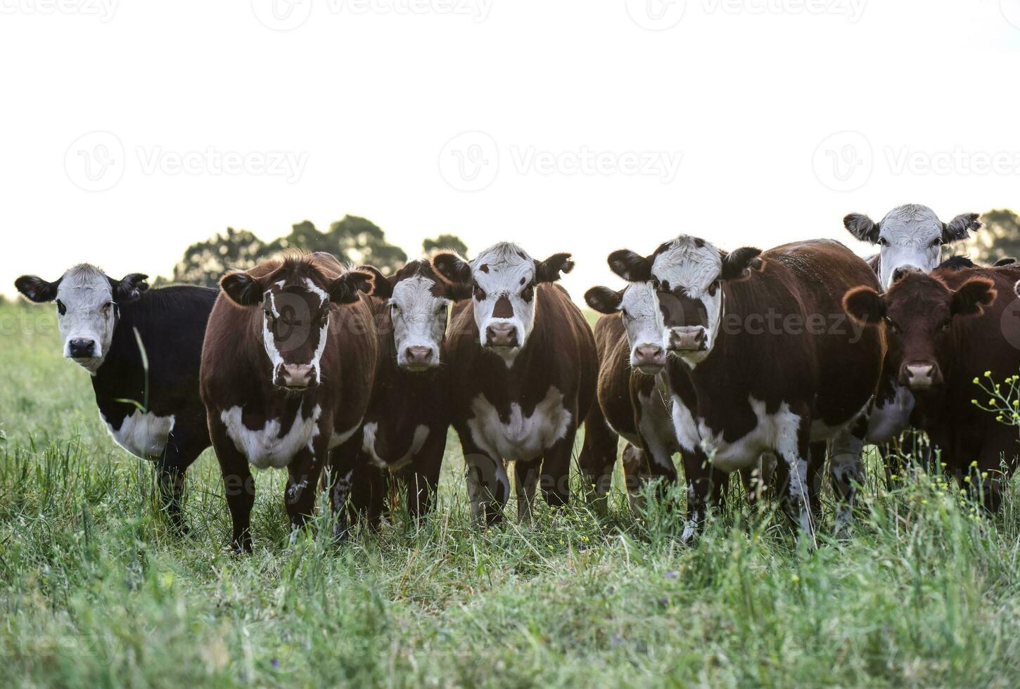 mucche nel il argentino campagna foto