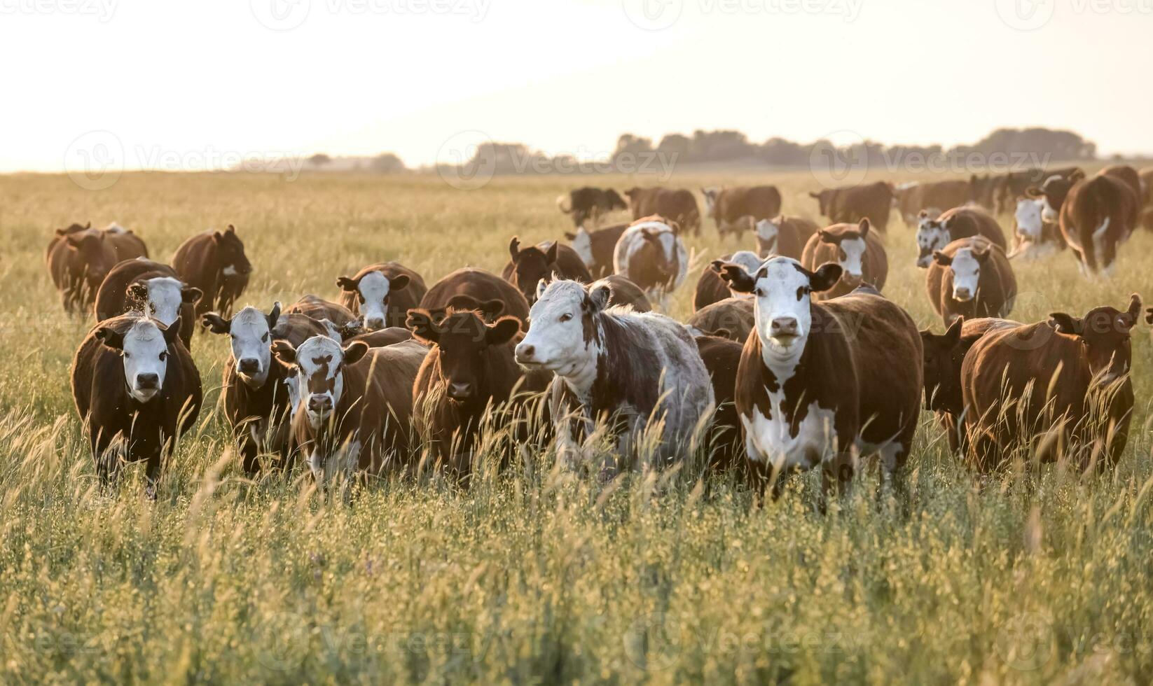 mucche nel campagna, pampa, argentina foto