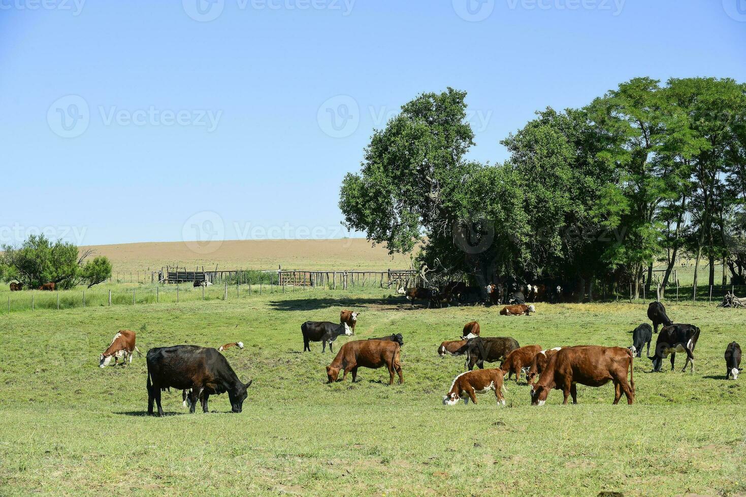 bestiame nel argentino campagna, la pampa Provincia, argentina. foto