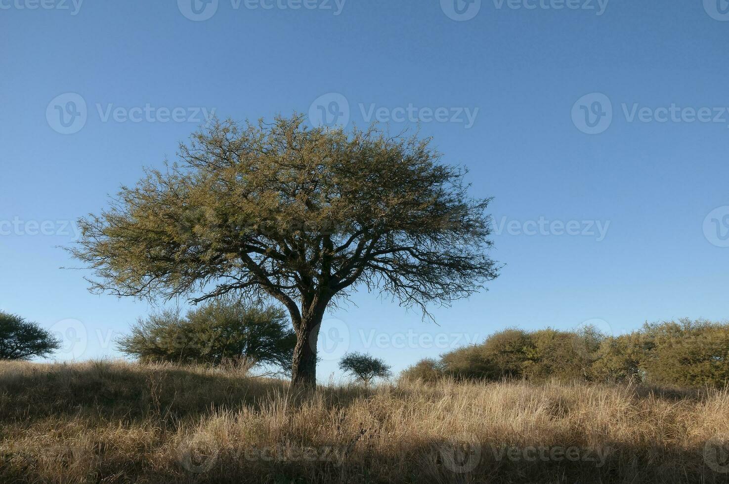 calden foresta paesaggio, geoffrea decorticans impianti, la pampa Provincia, patagonia, argentina. foto