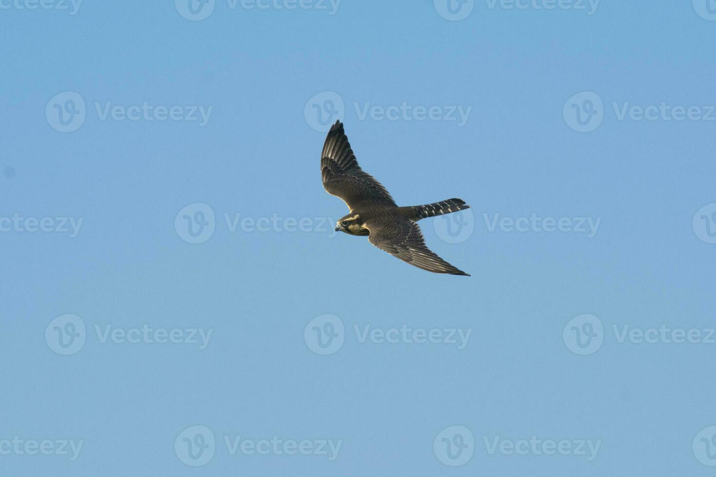 aplomato falco nel volo, patagonia argentina. foto