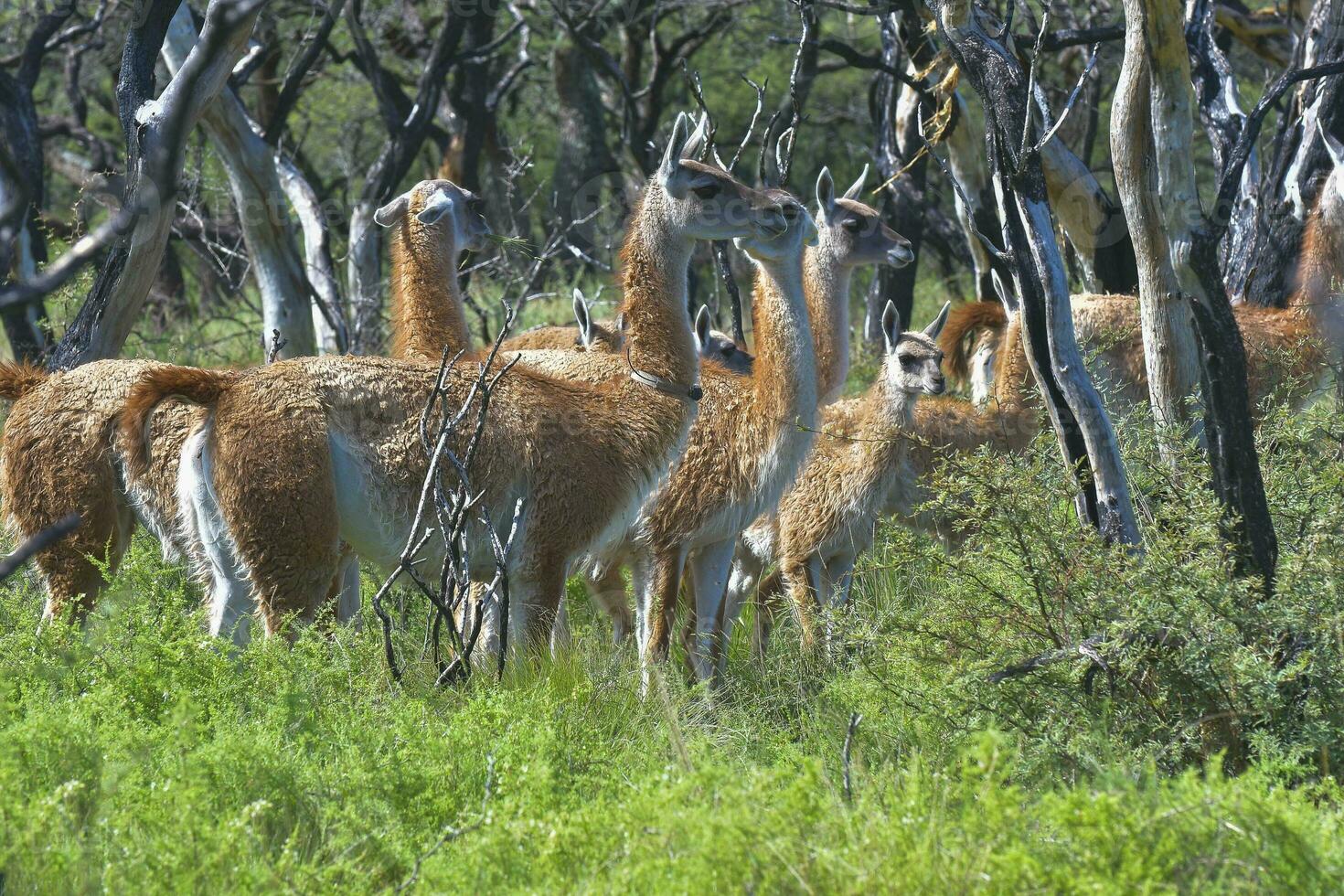 guanaco, lama guanico, luro parco, la pampa Provincia, la pampa, argentina. foto