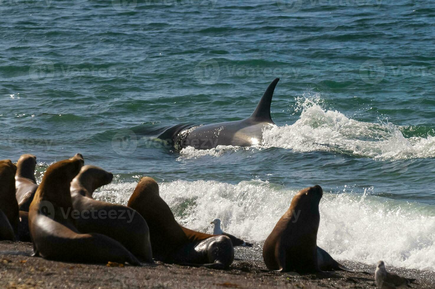 orca pattugliamento il litorale, penisola Valdes, patagonia, argentina. foto