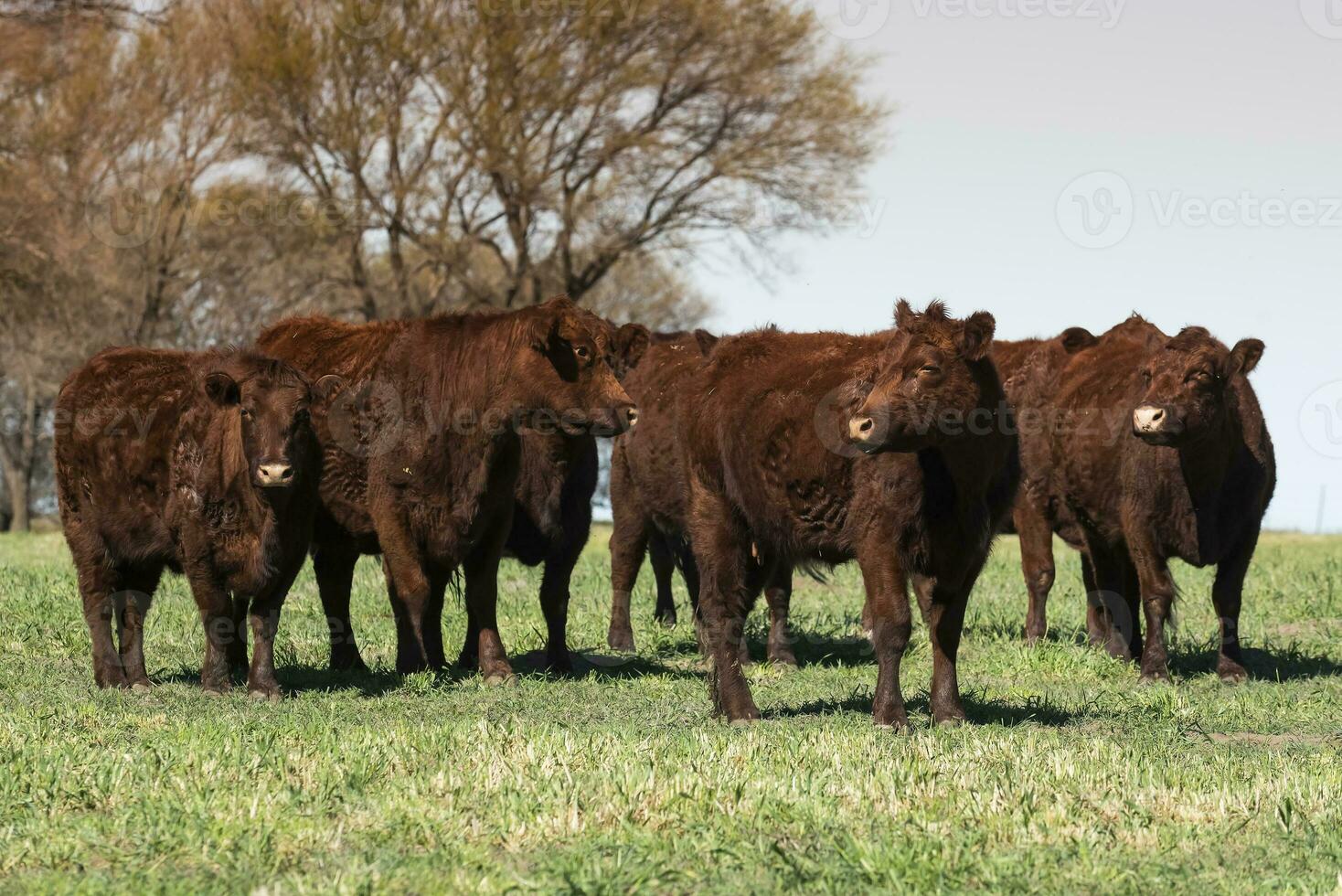 bestiame raccolta nel pampa campagna, la pampa Provincia, argentina. foto