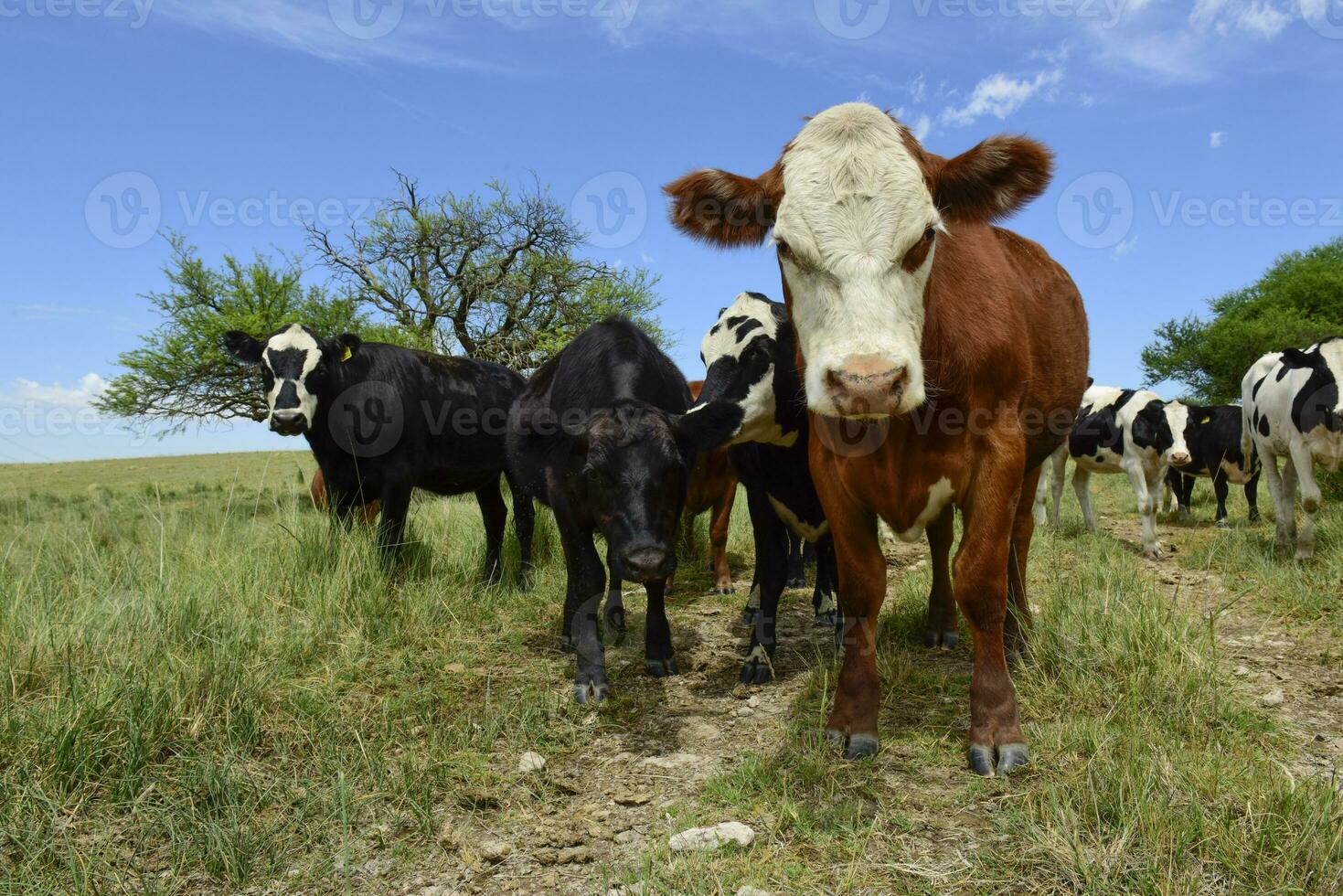 manzi alimentato su pascolo, la pampa, argentina foto