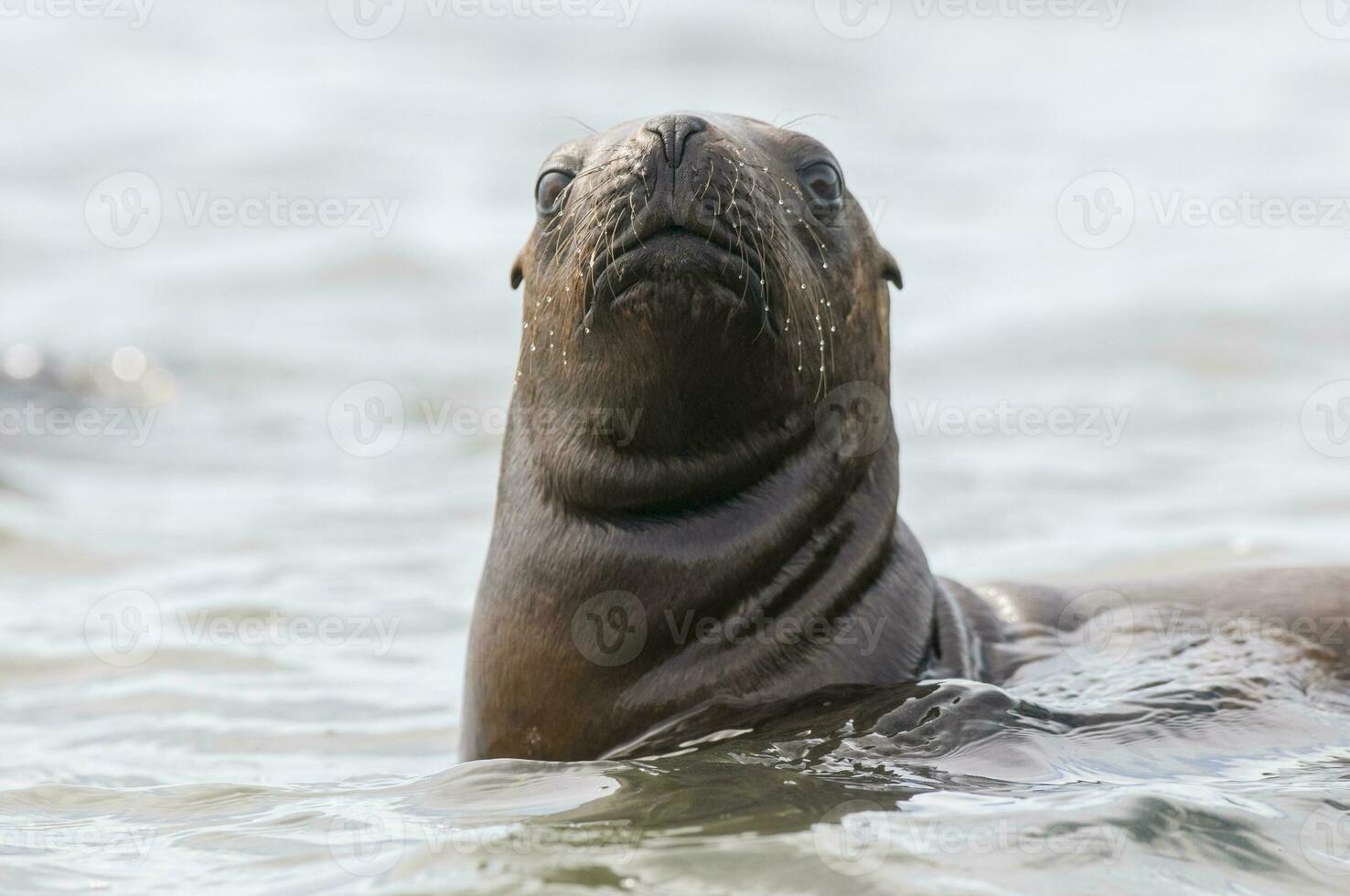 bambino mare Leone , patagonia argentina foto