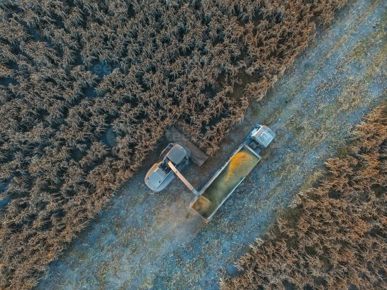 saggina raccolto, nel pampa regione, argentina foto