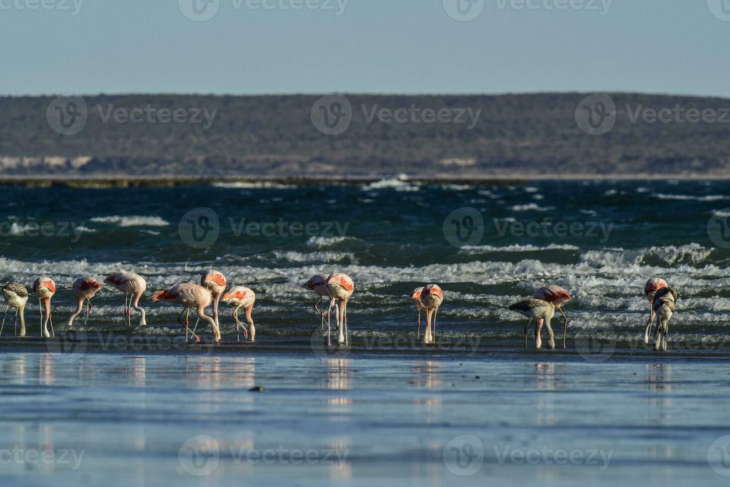 fenicotteri alimentazione a Basso marea,penisola Valdes, Patagonia, argentina foto