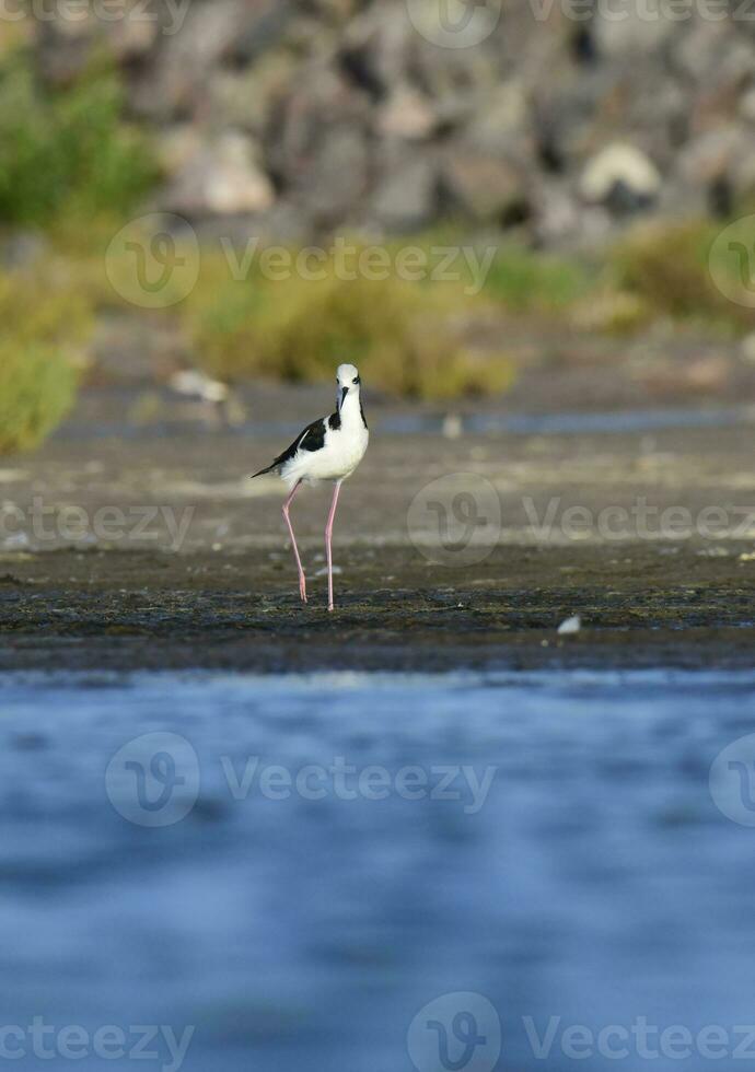 meridionale trampolo, himantopus melanurus nel volo, la pampa Provincia, patagonia, argentina foto