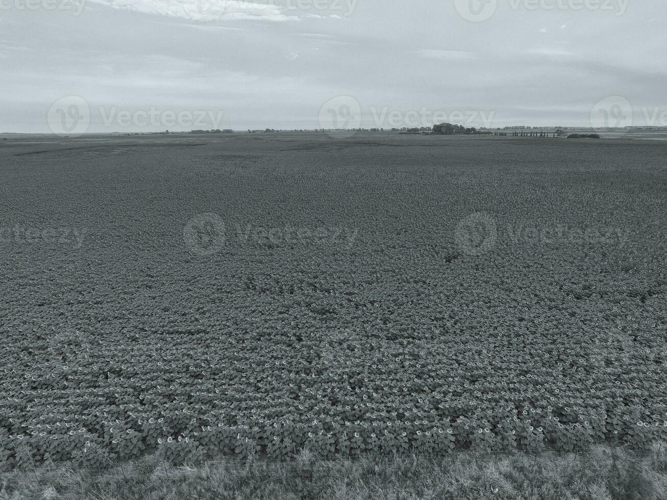 girasole coltivazione, aereo Visualizza, nel pampa regione, argentina foto