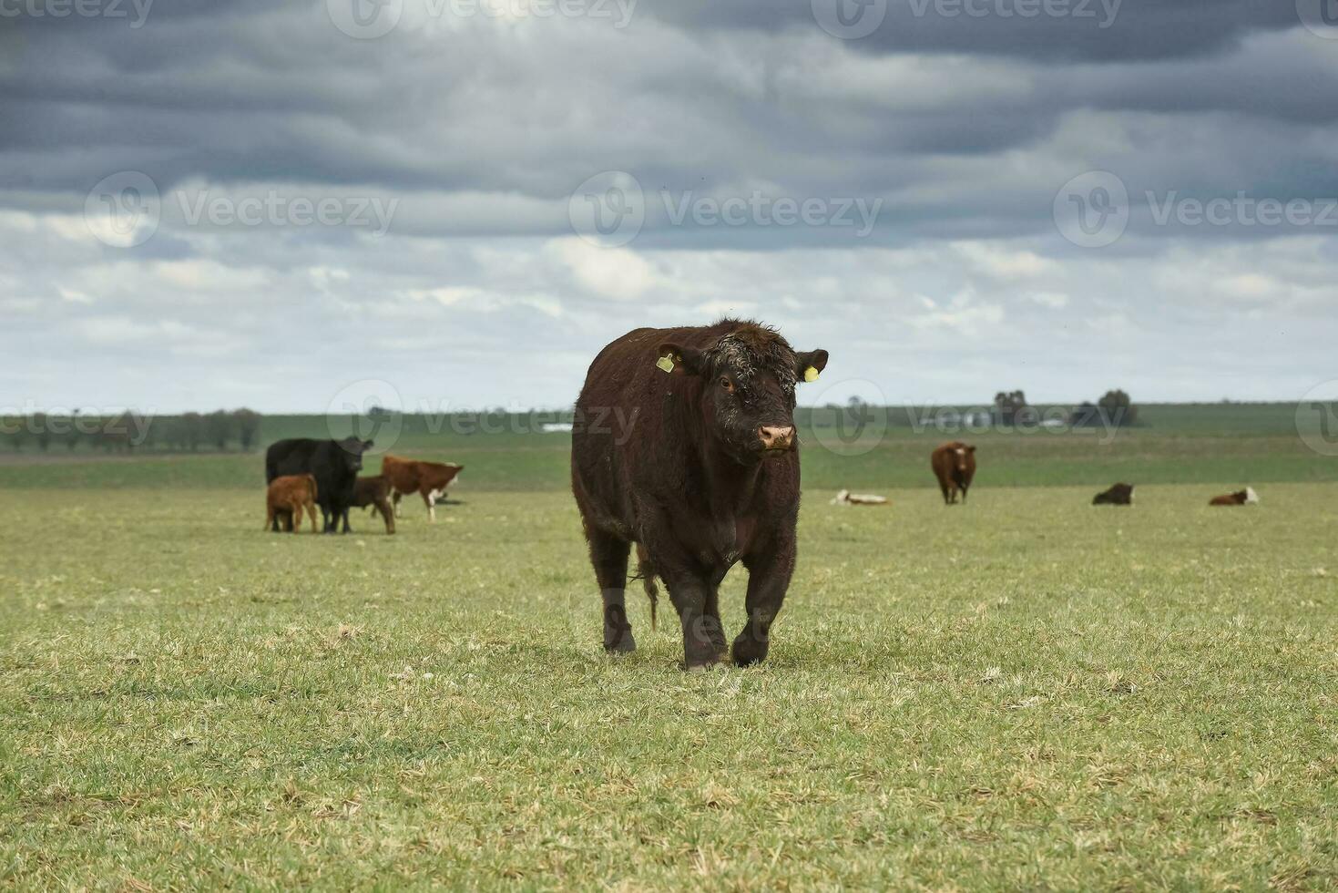 bestiame raccolta nel argentino campagna, la pampa Provincia, argentina. foto