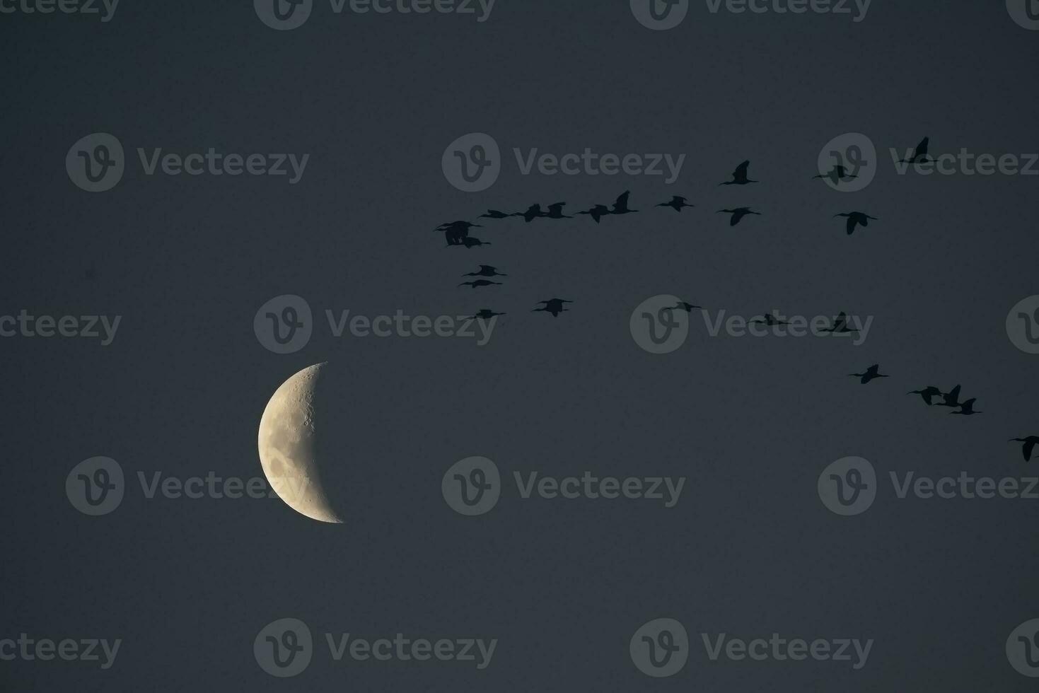 gregge di uccelli volante con il Luna nel il sfondo, la pampa Provincia, patagonia, argentina. foto