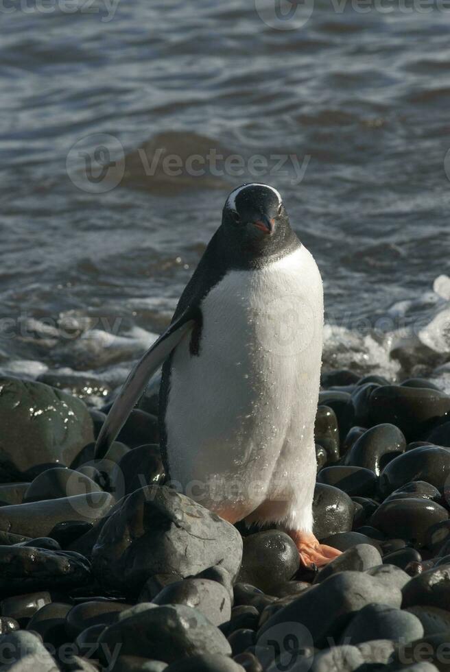 gentoo pinguino, antartica foto