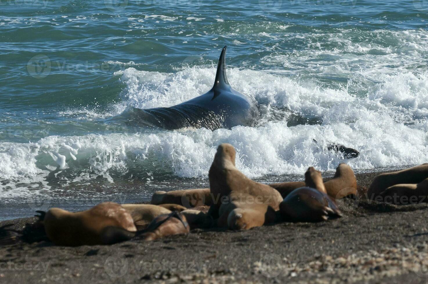 uccisore balena a caccia mare leoni su il paragone costa, patagonia, argentina foto