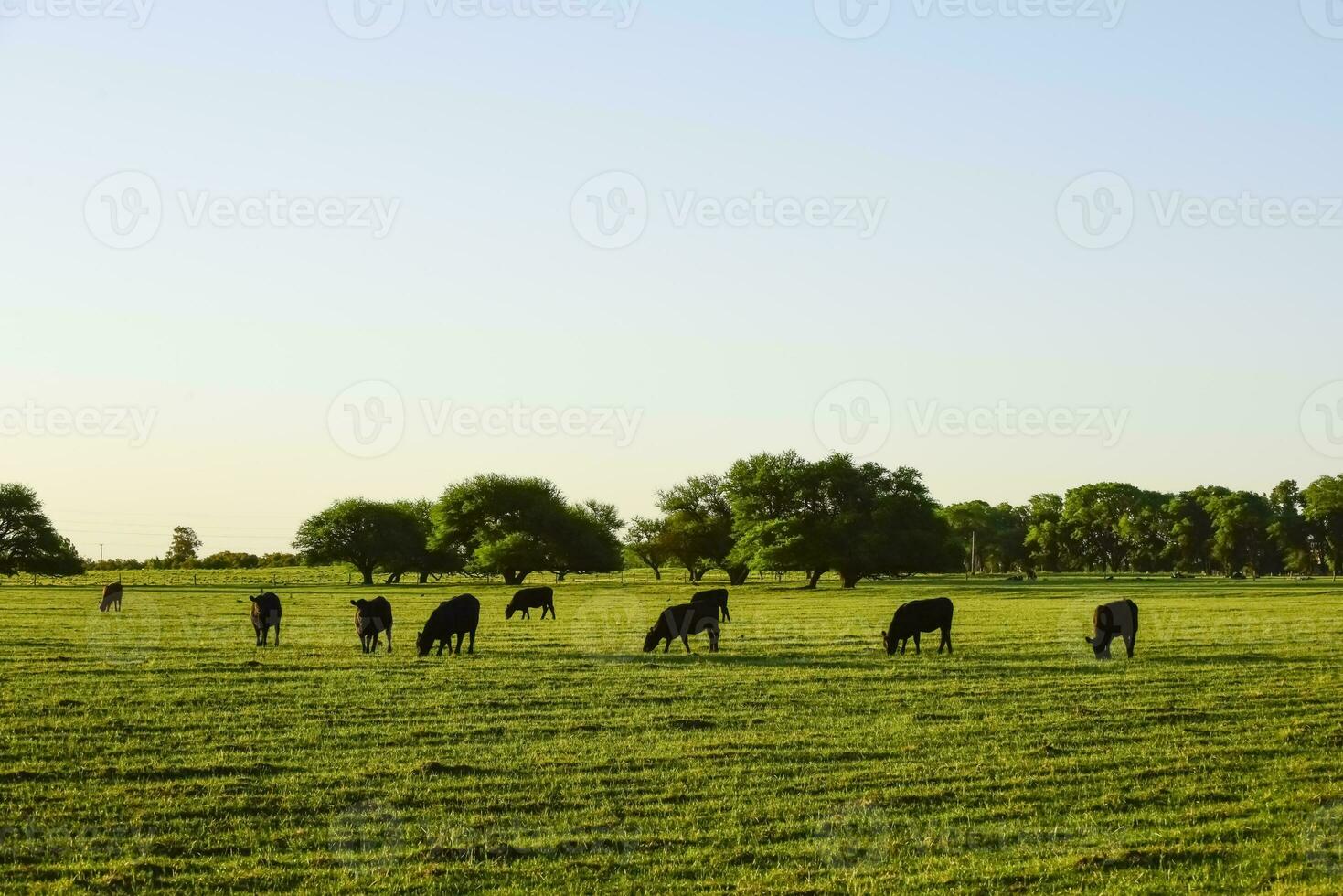 bestiame nel argentino campagna, la pampa Provincia, argentina. foto