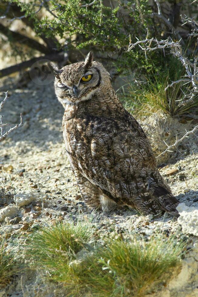 grande cornuto gufo, bubo virginiano nacurutu, penisola Valdes, patagonia, argentina. foto