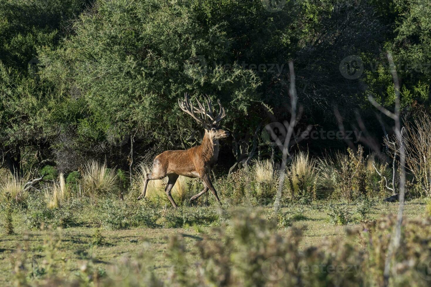 rosso cervo nel calden foresta ambiente, la pampa, argentina, parque Luro, natura Riserva foto