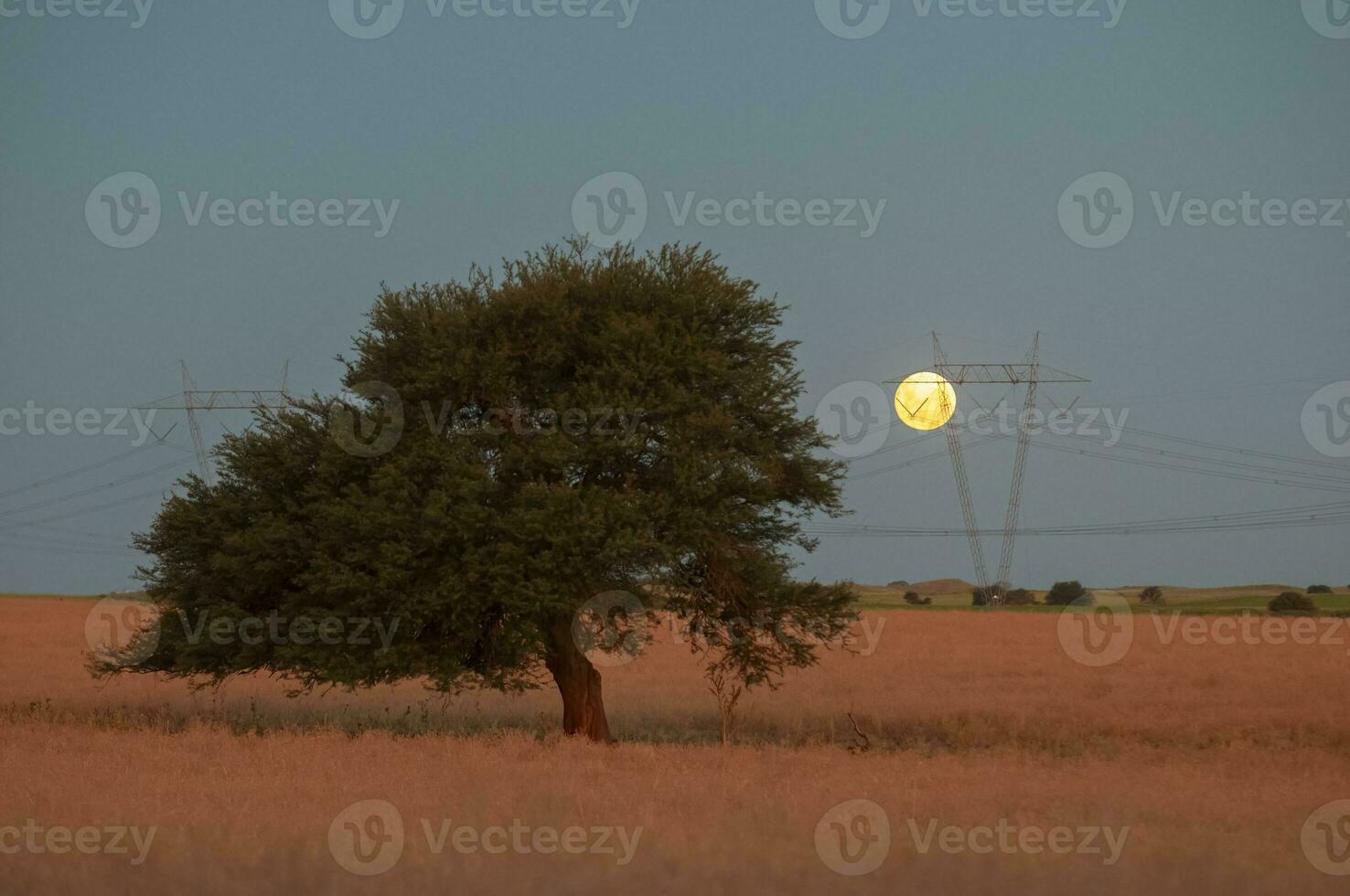 pampa albero paesaggio, la pampa Provincia, patagonia, argentina. foto