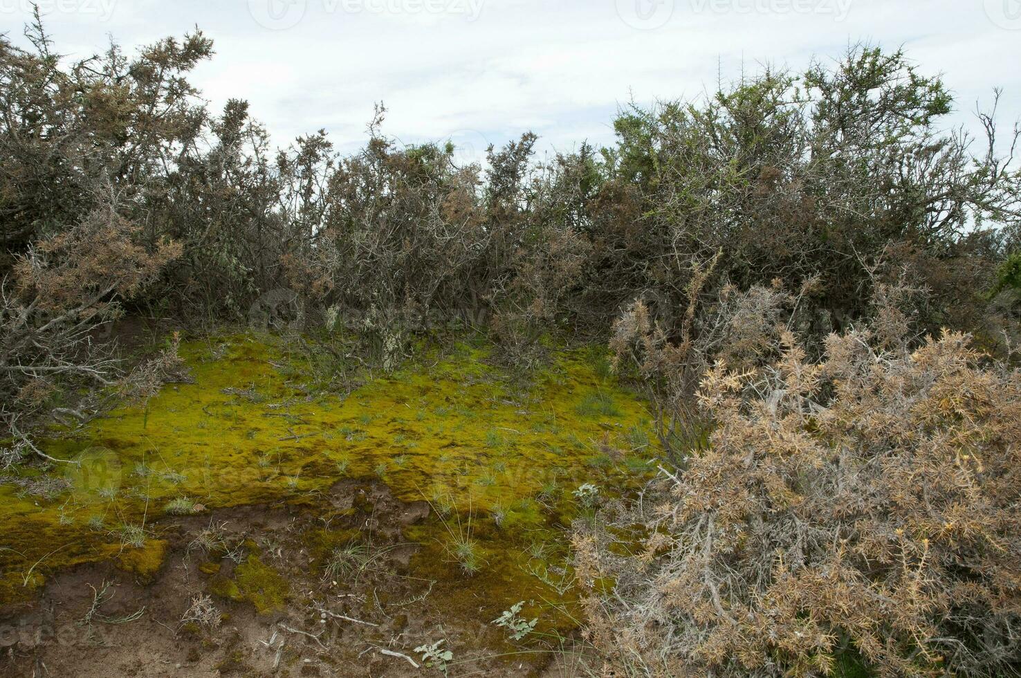 muschio su il bagnato terra, nel un' semi deserto ambiente, penisola Valdes, patagonia, argentina. foto